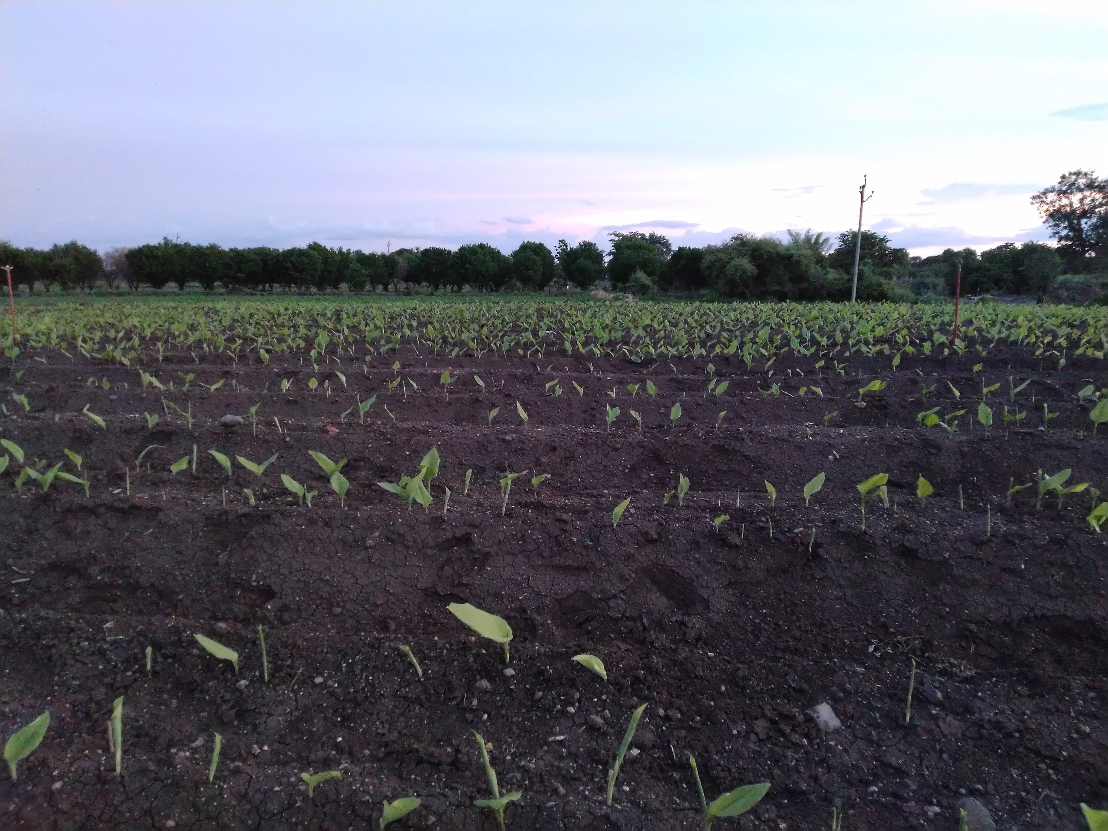 Non-GM Seeds & Herbal Agro Growth Enhancers